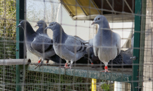 Brieftauben