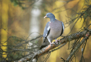 Wildtauben
