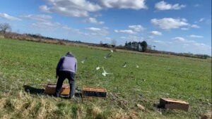Training meiner Jungtauben