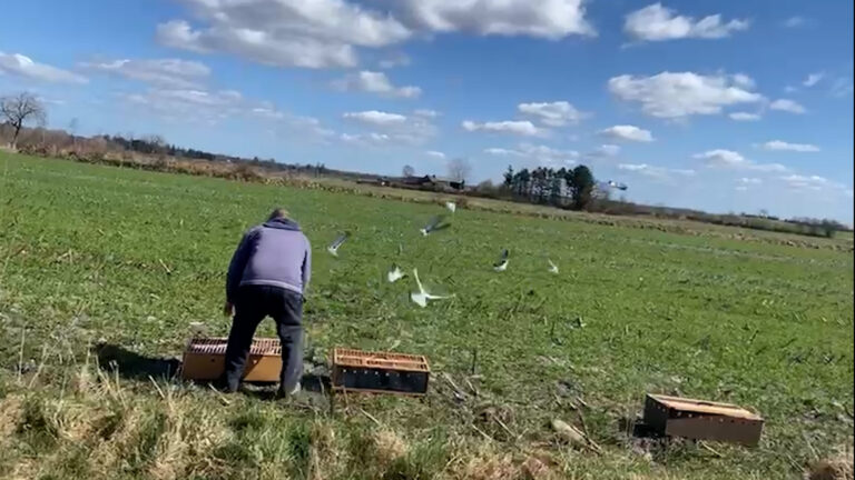 Training meiner Jungtauben